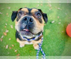 *SUSAN - Female Mutt Dog for Adoption - Photo #2