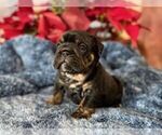 Small #3 English Bulldog