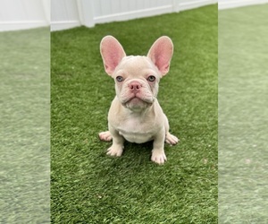 French Bulldog Puppy for sale in CORAL SPRINGS, FL, USA