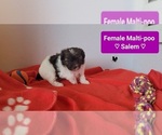Small #3 Maltipoo (Toy)