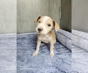 American Staffordshire Terrier-Unknown Mix Dogs for adoption in San Antonio, TX, USA