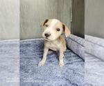 BENITO - Male American Staffordshire Terrier-Unknown Mix Dog for Adoption - Small photo