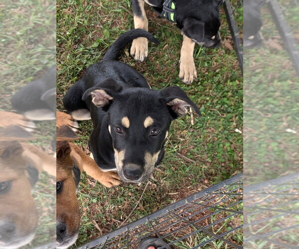 Medium Photo #3 Mutt Puppy For Sale in garner, NC, USA