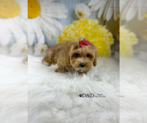 Cavapoo Puppy for Sale in RIPLEY, Mississippi USA