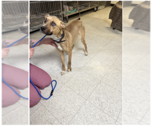 Mutt Dogs for adoption in Lewistown, PA, USA