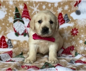 Golden Retriever Puppy for sale in LANCASTER, PA, USA
