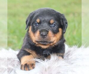 Rottweiler Puppy for sale in CHAMBERSBURG, PA, USA