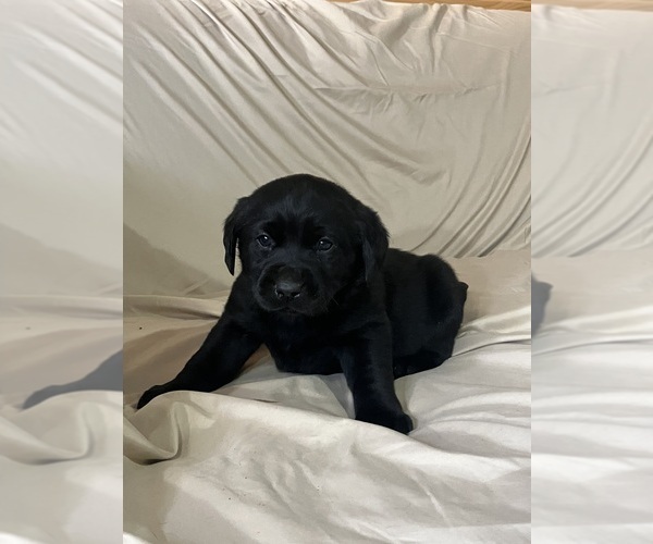 Medium Photo #1 Labsky Puppy For Sale in CANFIELD, OH, USA
