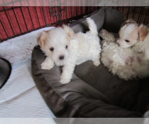 Maltese-Poodle (Toy) Mix Puppy for sale in WORTHINGTON, MA, USA