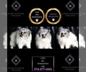 Pomeranian Puppy for sale in WARSAW, IN, USA