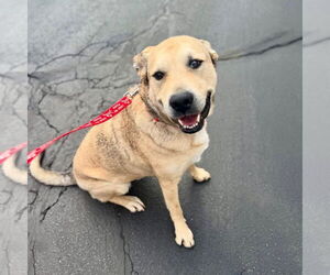Cash - Male Anatolian Shepherd-Unknown Mix Dog for Adoption - Photo #10
