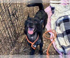 Dachshund-Unknown Mix Dogs for adoption in Orange, CA, USA