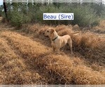 Small Photo #26 Labrador Retriever Puppy For Sale in MOBILE, AL, USA