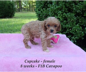 Cavapoo Puppy for sale in CLARKRANGE, TN, USA