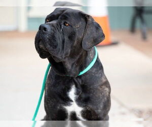 Mutt Dogs for adoption in Santa Cruz, CA, USA