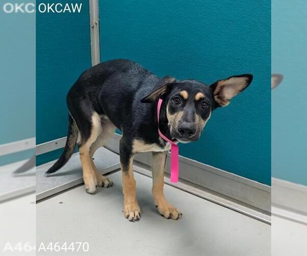 Medium Photo #1 German Shepherd Dog-Unknown Mix Puppy For Sale in Oklahoma City, OK, USA