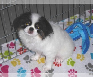 Japanese Chin Puppy for sale in ORO VALLEY, AZ, USA