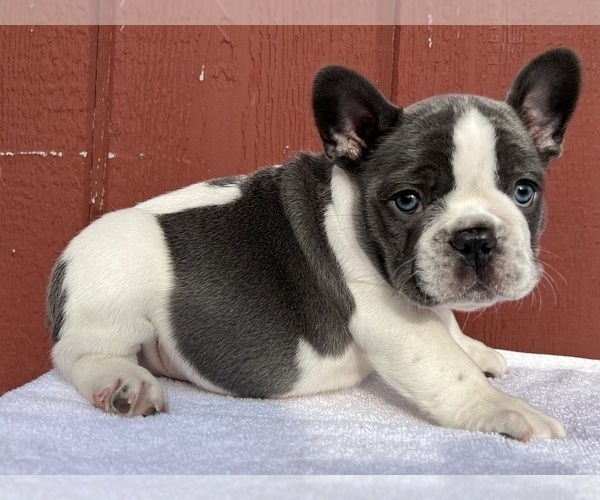 Medium Photo #16 French Bulldog Puppy For Sale in SAINT CLAIR, MI, USA