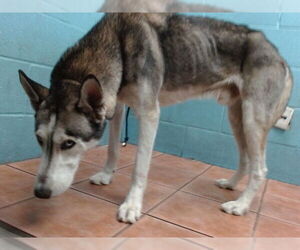 Siberian Husky Dogs for adoption in Downey, CA, USA