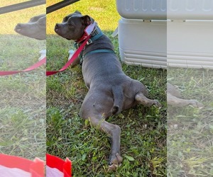 Sugar Cane - Male American Pit Bull Terrier-Unknown Mix Dog for Adoption - Photo #4