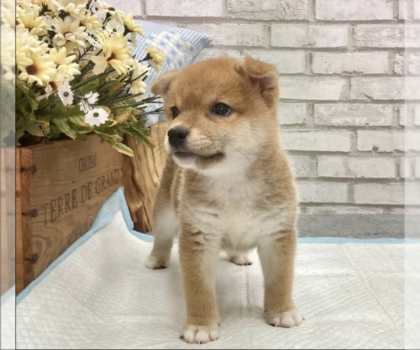 Medium Photo #7 Shiba Inu Puppy For Sale in CHICAGO, IL, USA