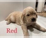 Small Photo #6 Golden Retriever Puppy For Sale in CORONA, CA, USA