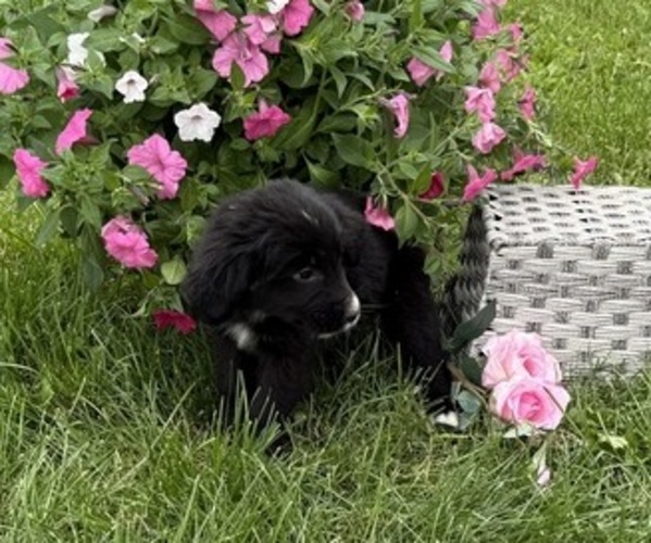 Medium Photo #4 Bernese Mountain Dog Puppy For Sale in THORP, WI, USA
