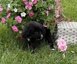 Small #3 Bernese Mountain Dog