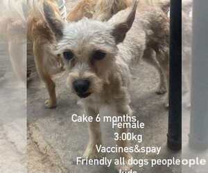 Cake from Mexico - Female Chihuahua-Unknown Mix Dog for Adoption - Photo #2