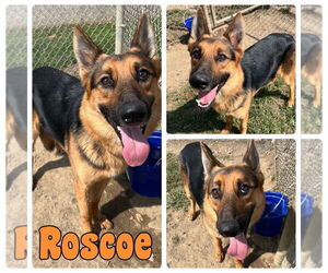 German Shepherd Dog Dogs for adoption in Pierceton , IN, USA