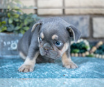 Small #2 French Bulldog
