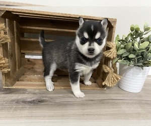 Alaskan Klee Kai Puppy for sale in CINCINNATI, OH, USA