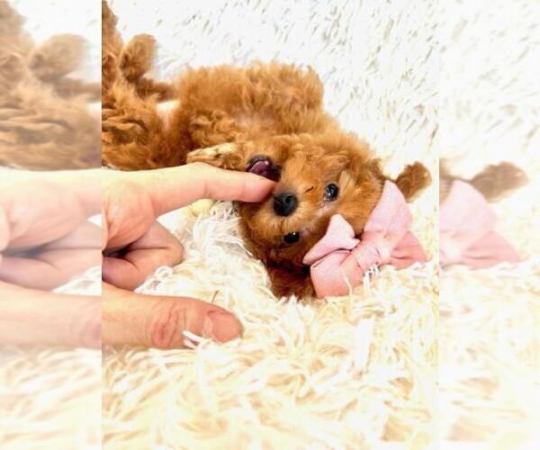 Medium Photo #6 Poodle (Toy) Puppy For Sale in DACULA, GA, USA