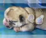 Small Photo #10 Bullhuahua-Chihuahua Mix Puppy For Sale in RAWSONVILLE, MI, USA