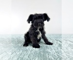 Small #2 Schnauzer (Miniature)