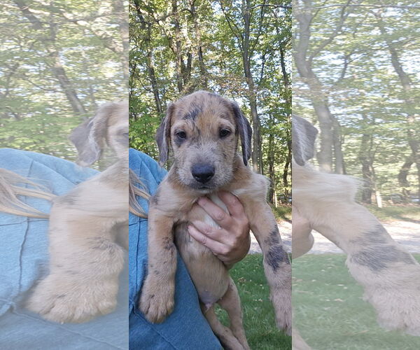 Medium Photo #3 Labrador Retriever-Unknown Mix Puppy For Sale in Rockaway, NJ, USA