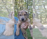 Small #2 Labrador Retriever Mix