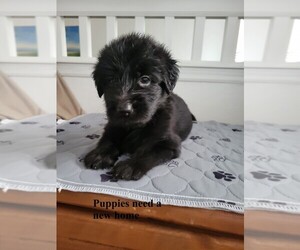 German Shepherd Dog-Goldendoodle Mix Puppy for sale in LAKE MARY, FL, USA