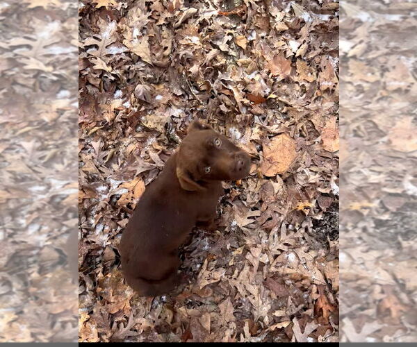 Medium Photo #2 Bulldog-Labrador Retriever Mix Puppy For Sale in Aurora, IN, USA