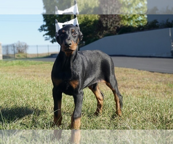 Medium Photo #1 Doberman Pinscher Puppy For Sale in WARSAW, IN, USA