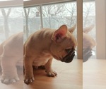 Small Photo #16 French Bulldog Puppy For Sale in MANHATTAN, NY, USA