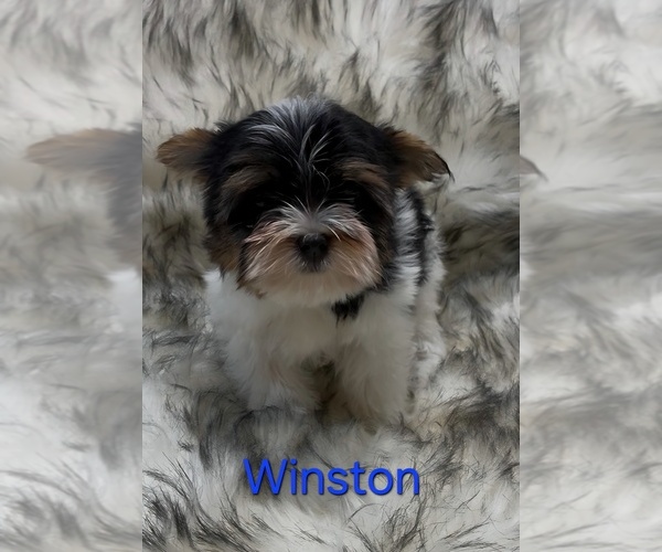 Medium Photo #2 Yorkshire Terrier Puppy For Sale in AZLE, TX, USA