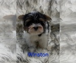 Winston - Male Yorkshire Terrier Puppy for Sale - Photo #2