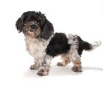 Small #1 Shih Tzu