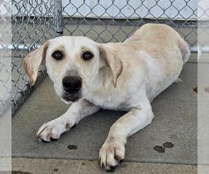 Dachsador Dogs for adoption in Bakersfield, CA, USA