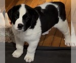 Puppy Suki Cane Corso-Saint Bernard Mix