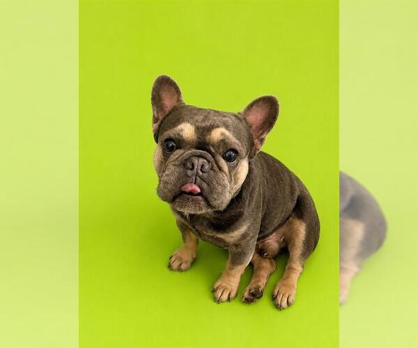 Medium Photo #1 French Bulldog Puppy For Sale in HESPERIA, CA, USA