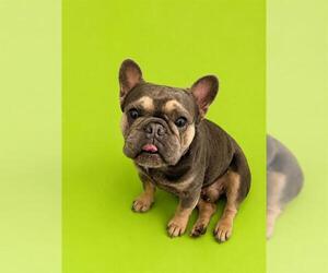 French Bulldog Dogs for adoption in HESPERIA, CA, USA