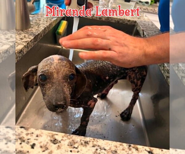Medium Photo #26 Dachshund Puppy For Sale in San Antonio, TX, USA
