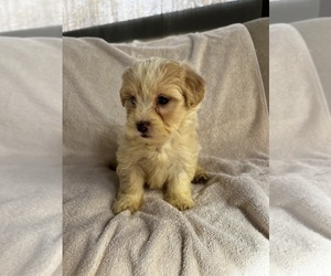Maltipoo Puppy for sale in CHARLOTTE, NC, USA